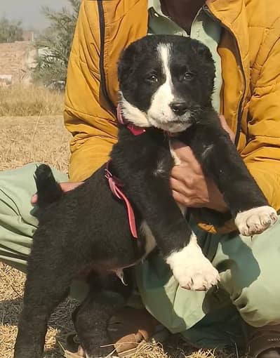 bakarwal full security dog available for sale male