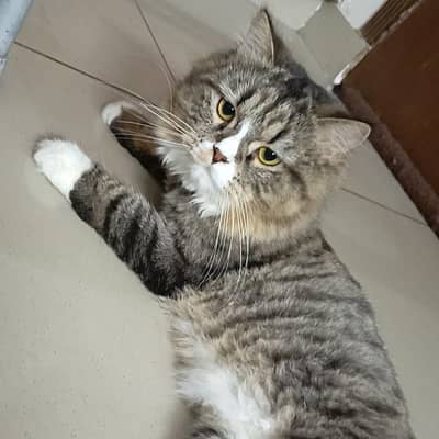 Persian male cat for mating