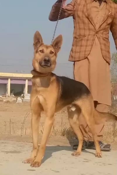 Alsatian bagiyadi full security dog male available for sale