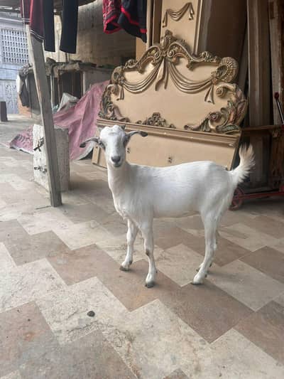 beautiful Teddy put Helthy and active age 9month   1.5month gabban