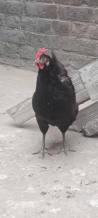 ande dene wali murgi