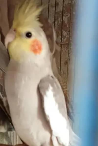 paroot pair cocktail for sale