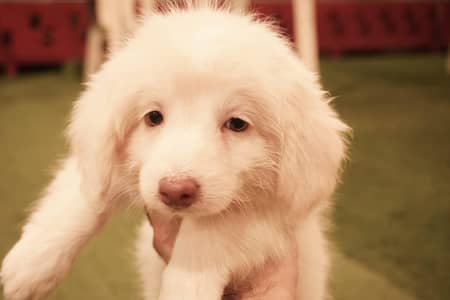 maltese puppy's very healthy and active super intelligent playful