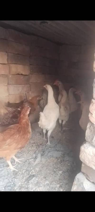 Desi pathtya or pathay