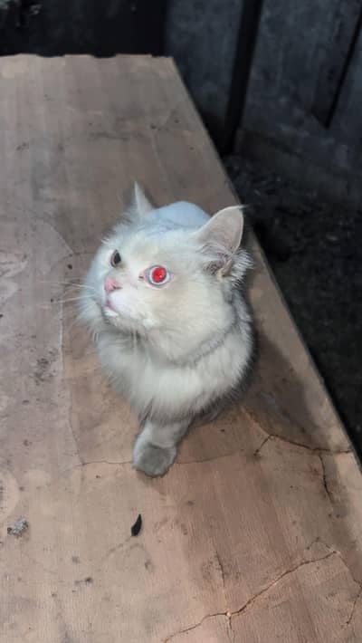 Doll Face Persian Kitten odd eyes