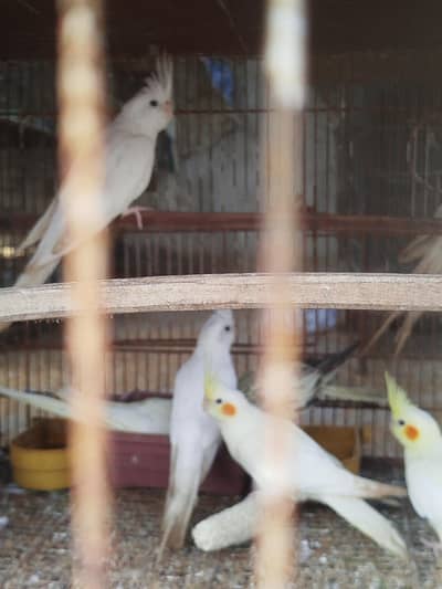 Eno red eyes and cream cocktail healthy pathy.