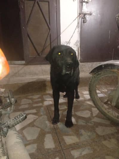 black Labrador male