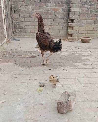 Pure Mian Wali Aseel Hen , Chicks & Eggs for Sale