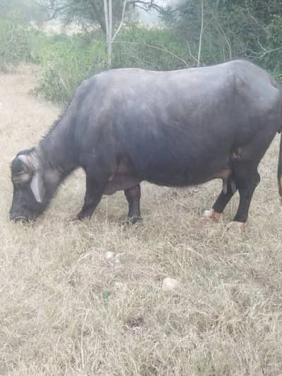 Buffalo for sale