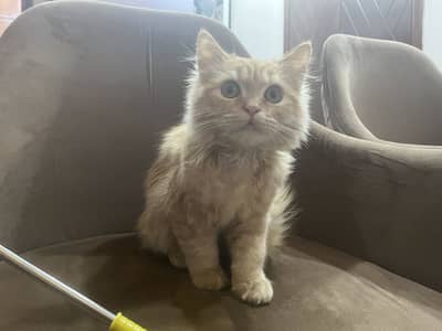 Persian Cat Kitten
