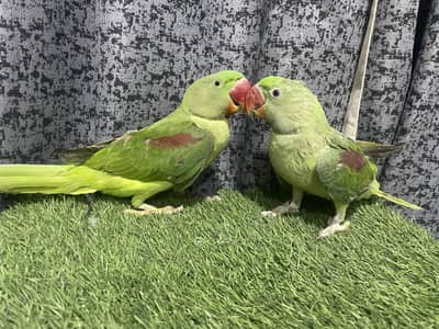 Raw parrot pair