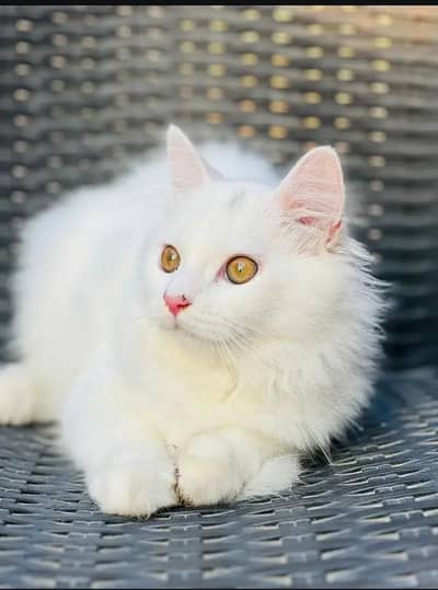 Persian female kitten for sale 0320-82-95-997 Whatsapp number