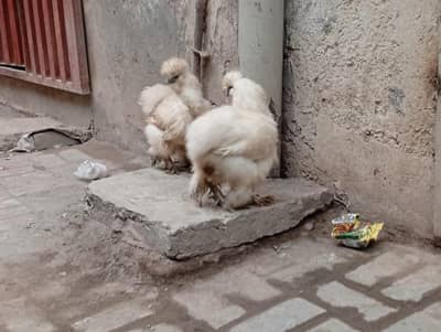 beautiful white Silkie Hen ready to breed