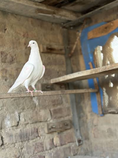 White eye patti waly kabotar