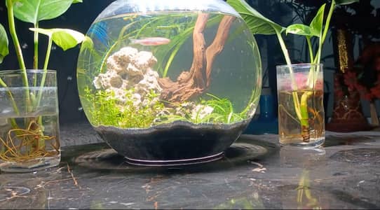 self sustaining fish bowl ecosystem maintenance free