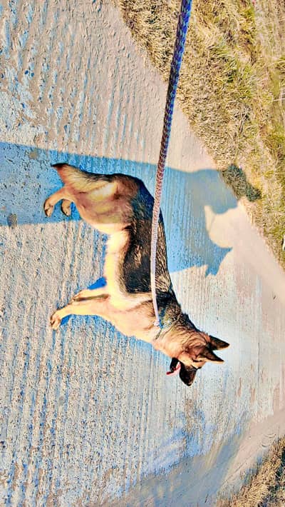 german shepherd female
