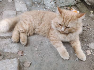 +92 312 6008557 contact this number. cash on delivery healthy cat