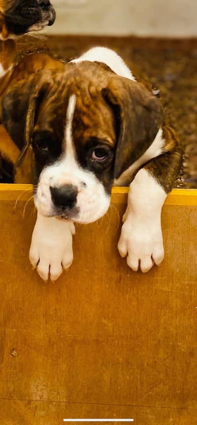 yah blade Karne Wali Hai American Pitbull hai