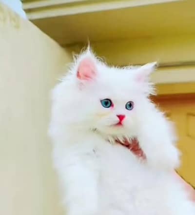 persian kitten for urgent sale My WhatsApp Number 0334*4278*291