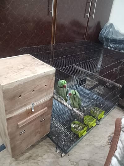 raw parrots beautiful pair