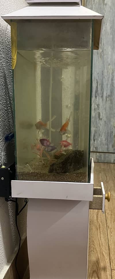 Fully equipped aquarium and fish.