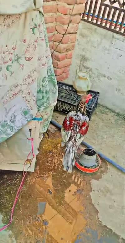 high quality murga ha