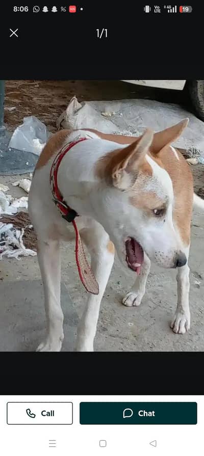 bohath he acha dog ha security k ley