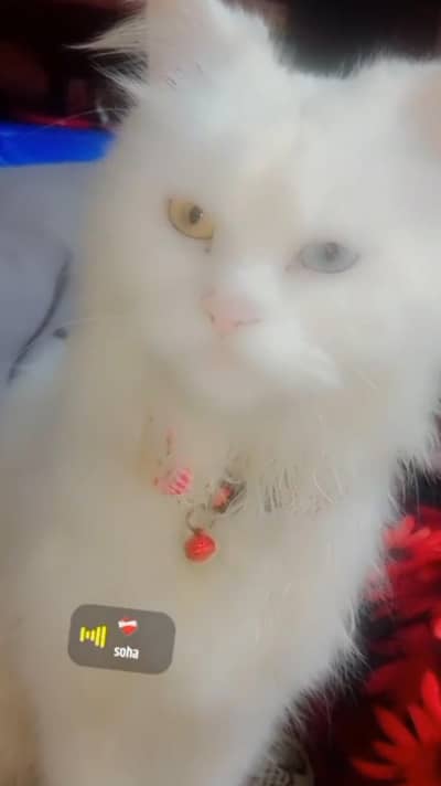 female persian cat