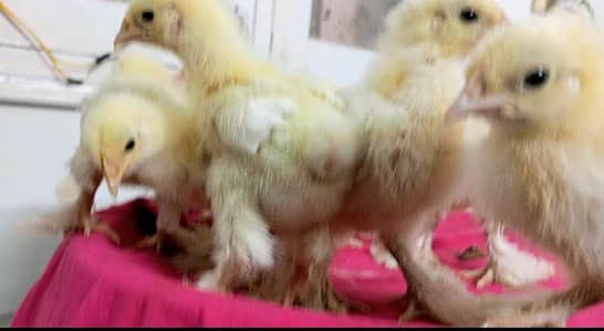 White Heavy Cochin Chicks available in Karachi