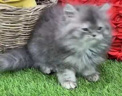 Quality Persian Punch Face Cats & Kittens 03094016734 WhatsApp