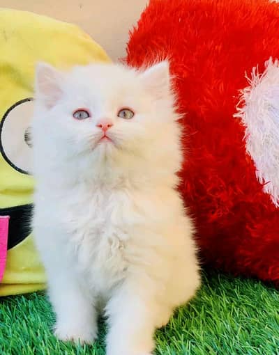 Persian cat for sale 5 face triple code vaccine mukammal 0326=6549=136