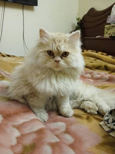 top quality persian male