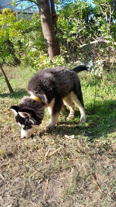 siberian husky for sale