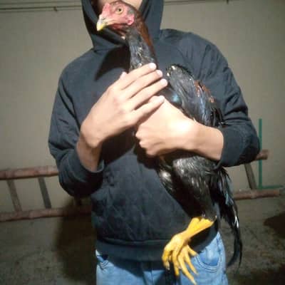 patha 5000,pathi2500 murgi 4000 java 6000  03556040550 Whatsapp number