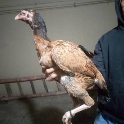 lakhi murgi 5000 black pathi 3000 03556040550 Whatsapp number