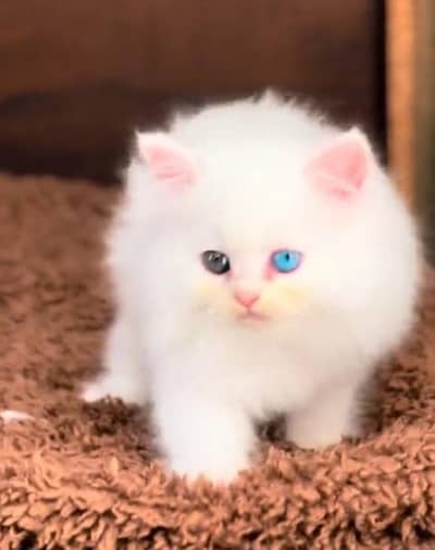Quality Persian Punch Face Cats & Kittens 03094016734 WhatsApp