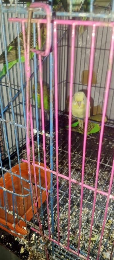 Australian breeder pair 03066623459