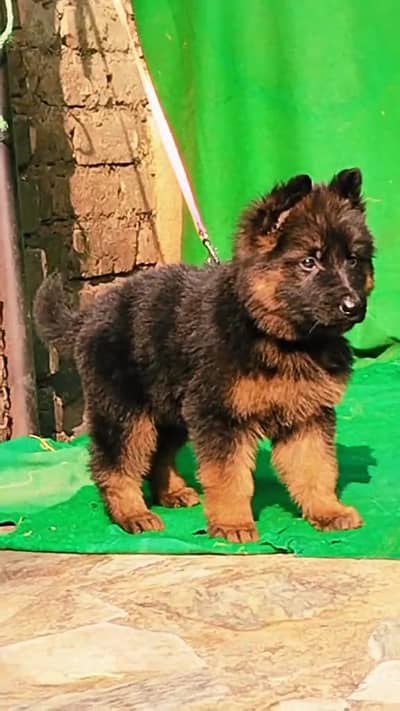 German Shepherd male pappy for sale