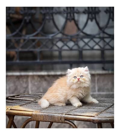 Cash on delivery Persian kitten cats