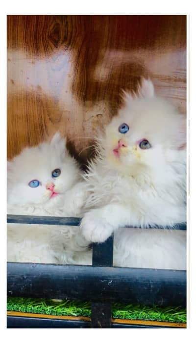 Cash on delivery Persian kitten cats