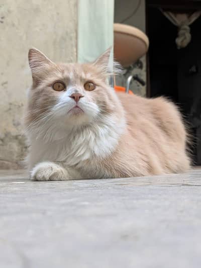 mell or fimal pir available for sell full tarind Hy Mel Kan farm sutd