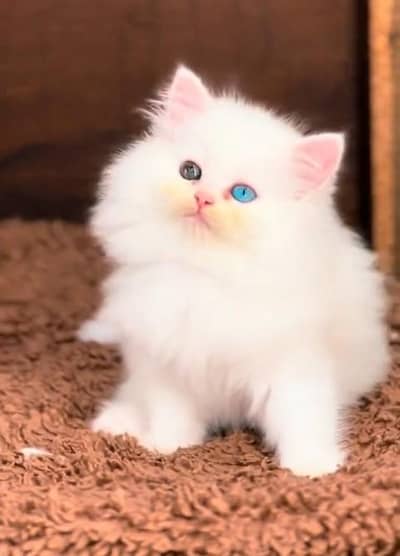 Quality Persian Punch Face Cats & Kittens 03094016734 WhatsApp