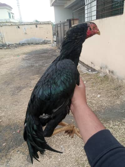 muskha pair for sale for shokeen hazraat