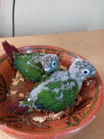green cheek conure chick pair parrots available
