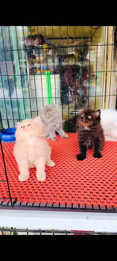 Quality Persian Punch Face Cats & Kittens 03094016734 WhatsApp
