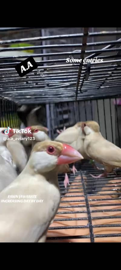 Fawn java. silver java. finches jawa f