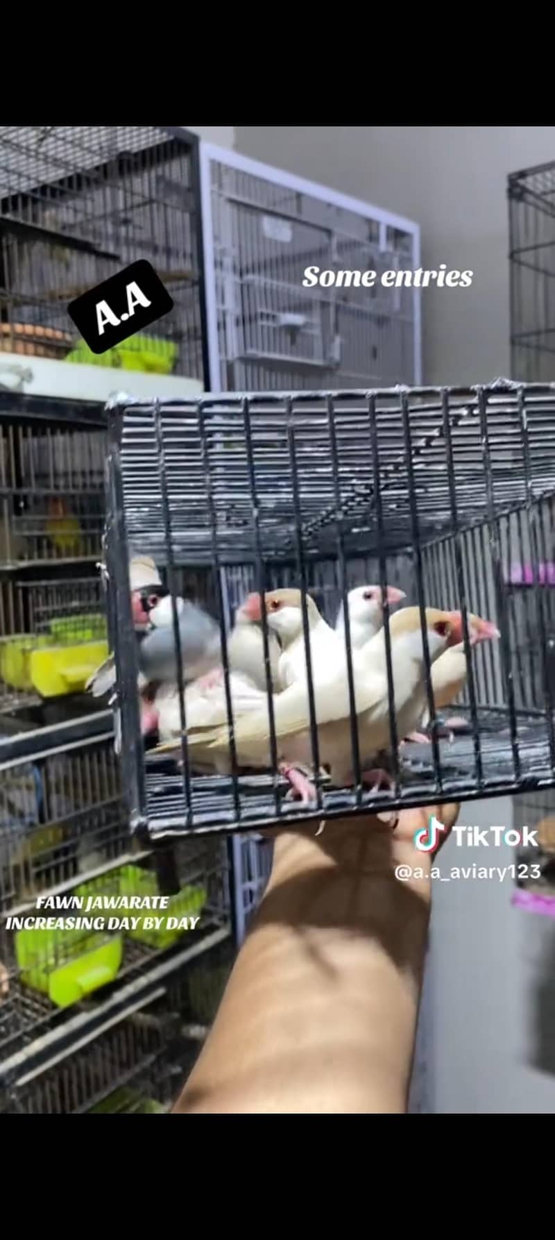 Fawn java. silver java. finches jawa f 1