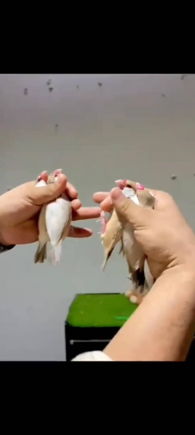 Fawn java. silver java. finches jawa f 2