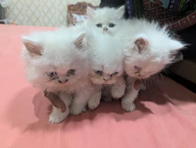 Persian kittens White color Triple Coated Punch Face