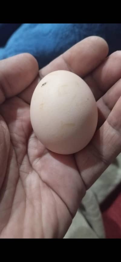 Shamoo Eggs Pure 100%